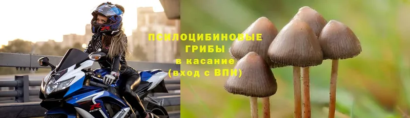 ОМГ ОМГ ссылки  Велиж  Галлюциногенные грибы Psilocybe 